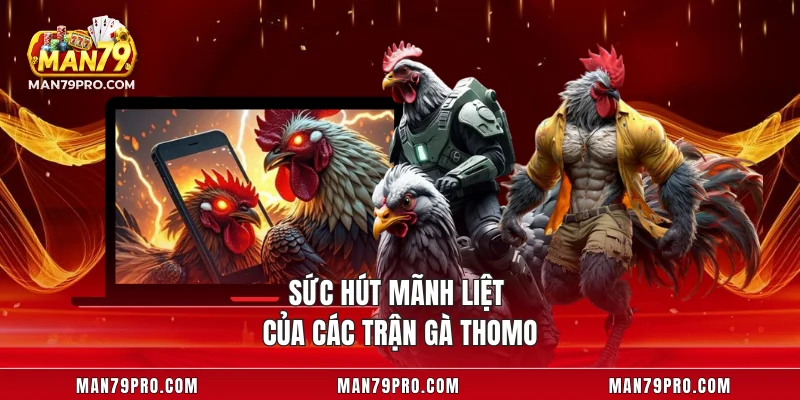 Đá Gà MAN79 – Cuộc Chiến Đỉnh Cao Giữa Những Chiến Kê Sức hút mãnh liệt của các trận gà Thomo